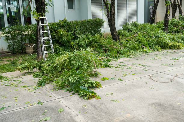 The Steps Involved in Our Tree Care Process in Roan Mountain, TN